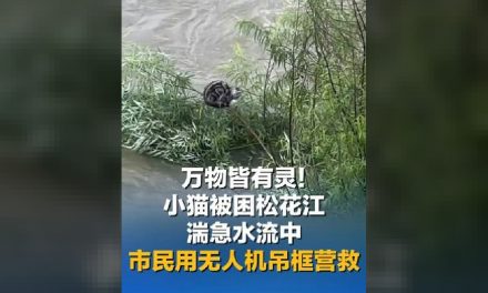 高铁动态：平漯周高铁鲁湛特大桥成功跨越郑渝高铁